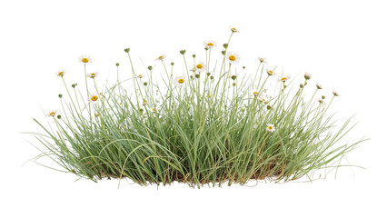Patch of Silver Marguerite Daisies Radiating Joyfully on an Isolated Transparent Canvas