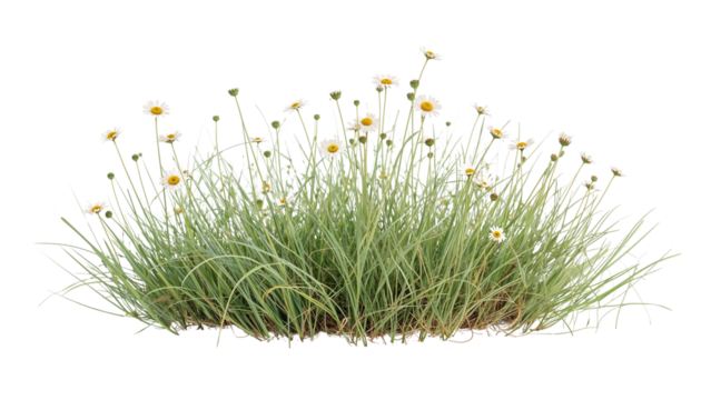 Patch of Silver Marguerite Daisies Radiating Joyfully on an Isolated Transparent Canvas
