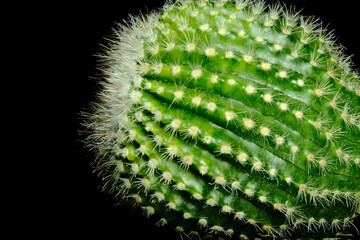 Close up detail side view of Parodia scopa albispina var. succinea. Isolated on black background