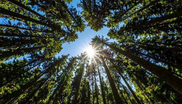 Sunlight through dense forest canopy