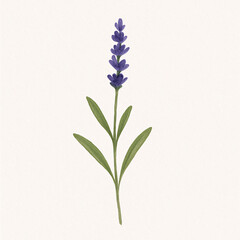 Obraz premium A Beautiful Watercolor Lavender Flower illustration perfect for spring and summer designs with transparent background