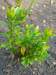 green plant in the garden