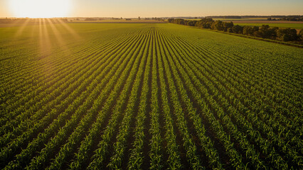 Wide-angle view of lush green rice fields with rows clearly visible, bathed in golden sunlight shining through clouds during sunset