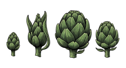 Green Artichokes Set, Isolated Culinary Vegetables Illustration, Detailed Texture, Fresh Food Element on Clean Transparent Background