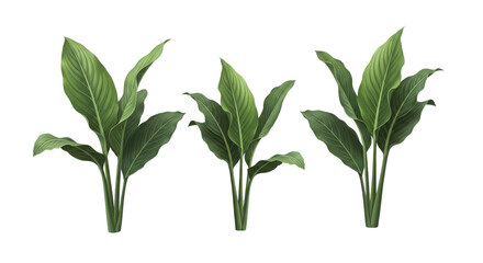 Green Leaf Plant Isolated Element, Lush Foliage with Veins, Botanical Illustration, Realistic Texture, Tropical Flora, Detailed Design, Isolated on Transparent Background