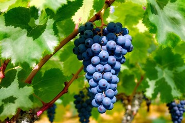 Fototapeta premium Ripening Grapes on the Vine: A close-up image of a bunch of ripe, plump grapes hanging from a vine with vibrant green leaves in a sun-drenched vineyard, ready for harvest.