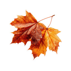 Obraz premium Autumnal maple leaf, isolated against black
