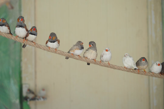 Birds perched on a rope in a lively indoor setting
