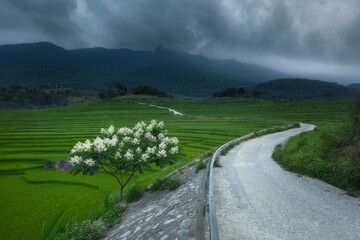 Road winding through the scenic landscape of paddy rice fields terraces on a cloudy day in the rural Pu Luong area of northern Vietnam