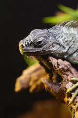 Iguana resting on a branch in a natural habitat