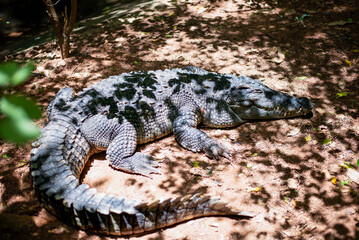 Black caiman crocodile resting, animals in the world, reptiles in the forest.