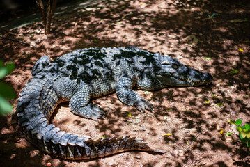 Black caiman crocodile resting, animals in the world, reptiles in the forest.