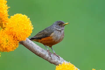 Purple-breasted Thrush (Turdus rufiventris), a bird symbol of Brazil, captured in natural light that highlights its vibrant colors. The best photo.Sabiá laranjeira