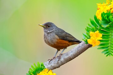 Purple-breasted Thrush (Turdus rufiventris), a bird symbol of Brazil, captured in natural light that highlights its vibrant colors. The best photo.Sabiá laranjeira