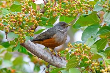 Purple-breasted Thrush (Turdus rufiventris), a bird symbol of Brazil, captured in natural light that highlights its vibrant colors. The best photo.Sabiá laranjeira