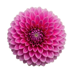 Close up of a vibrant pink dahlia flower with intricate petal layers isolated on transparent background