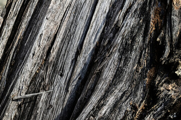 Bark of the tree trunk. Natural bark texture background material. For Design. Old Wood Tree...