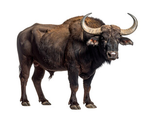  Side View of Adult Buffalo Isolated on White Background PNG