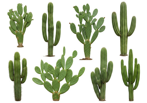 Various Green Cacti Collection cactus succulent - Powered by Adobe