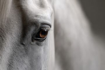 capture minimalist portraits of top  animals against soft bokeh background
