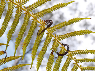A fern frond displays numerous leaflets, with two coiled fiddleheads, against a bright,...