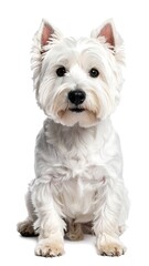 White dog sitting, full view