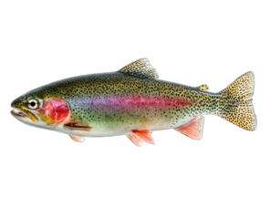 Side view of a rainbow trout