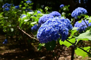 青い紫陽花