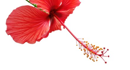 Red Hibiscus Flower with Bright Petals and Long Stamen on White Background