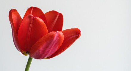 Red Tulip Flower with Bright Petals on White Background