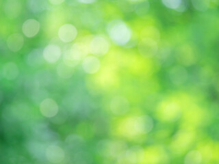 新緑の木漏れ日の様子。爽やかな光の風景。