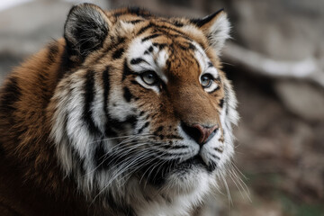 Fototapeta premium create stunning portrait photographs of top animals showcasing exotic wildlife against minimalist background