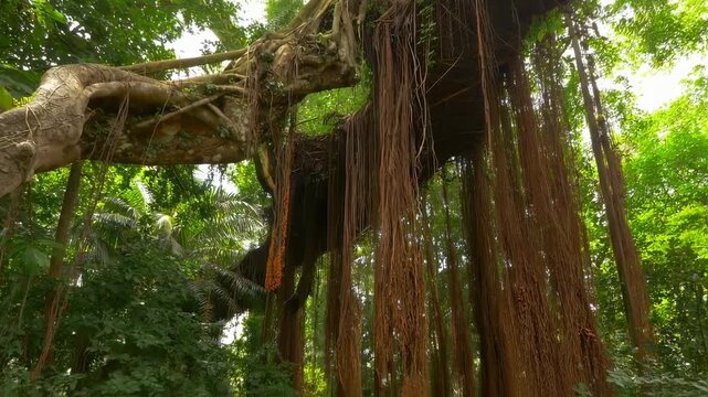 Exploring the Majesty of a Living Root Bridge in the Lush Jungle at Meghalaya Generative AI