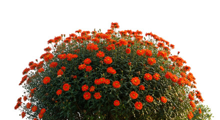 Vibrant orange daisy bush with dense blooms and green foliage illuminated by sunlight.