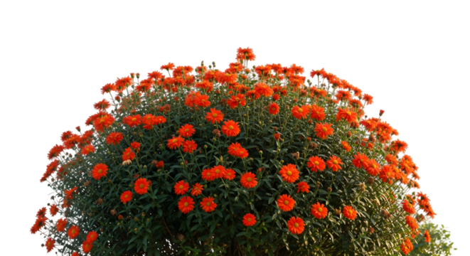 Vibrant orange daisy bush with dense blooms and green foliage illuminated by sunlight.