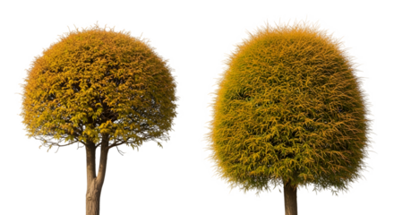 Two meticulously manicured golden globe trees with textured bark trunks.