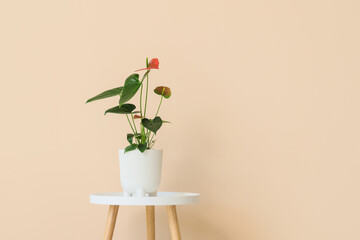 Beautiful Anthurium flower on table near beige wall