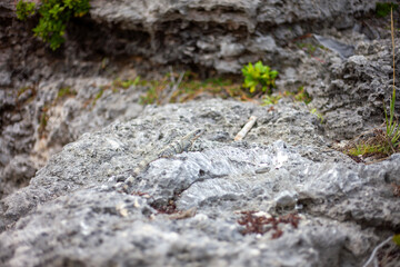 An iguana hiding among the coral fossils and pavements of Playa del Carmen in Mexico.