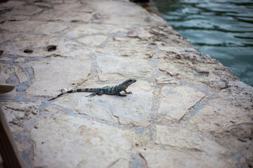 An iguana hiding among the coral fossils and pavements of Playa del Carmen in Mexico.