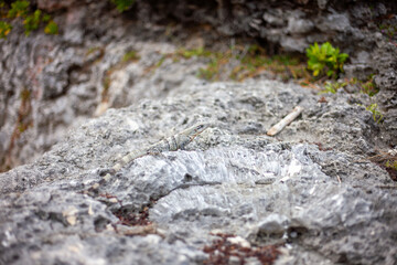An iguana hiding among the coral fossils and pavements of Playa del Carmen in Mexico.