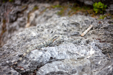 An iguana hiding among the coral fossils and pavements of Playa del Carmen in Mexico.