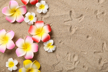 Colorful plumeria flowers on sand, top view