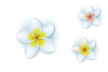 Frangipani Plumeria FlowerDok Champa FlowerPlumeria