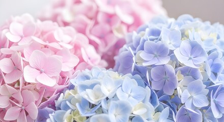 Obraz premium Pastel Hydrangea Blooms as a Delicate Background