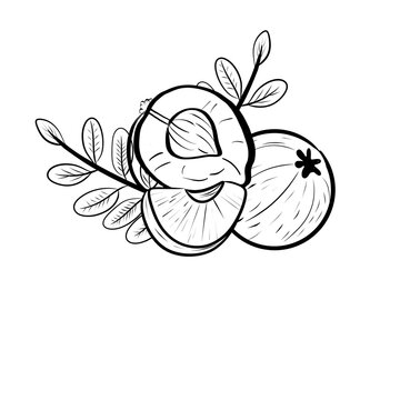 indian gooseberry, Amla Hand drawing 