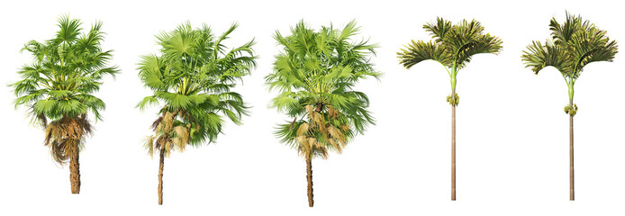 Lush Fan and Areca Palm Trees – Isolated PNGs for Architecture and Landscaping Projects