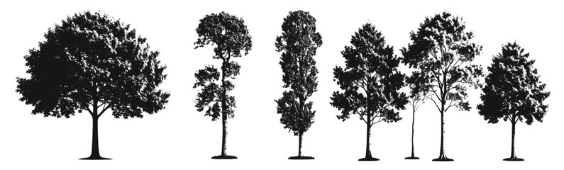 tree silhouette architecture and landscaping model