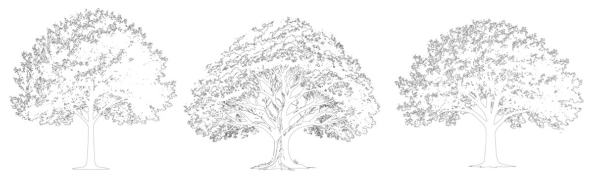 set of trees in cad lines architecture and landscaping model