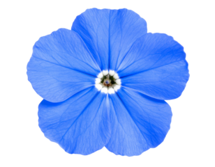 Top View of Blue Lobelia Flower with Delicate Split Petals, Transparent PNG.
