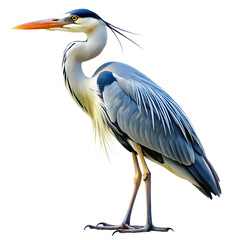 A beautiful heron on white background